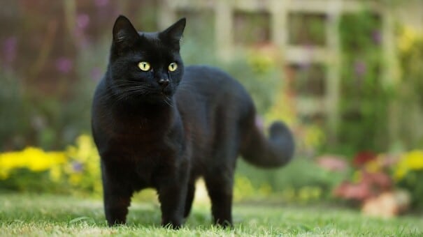 Nếu bạn nằm mơ thấy con mèo đen , điều đó cho thấy bạn đang gặp khá nhiều rắc rối liên quan đến chuyện tình cảm và nó khiến bạn phải suy nghĩ nhiều hơn. Bạn nên tìm cách giải quyết những vấn đề này để không ảnh hưởng đến công việc và cuộc sống hàng ngày. Hãy đến FUN88 xổ số trực tuyến để biết thêm thông tin nhé .